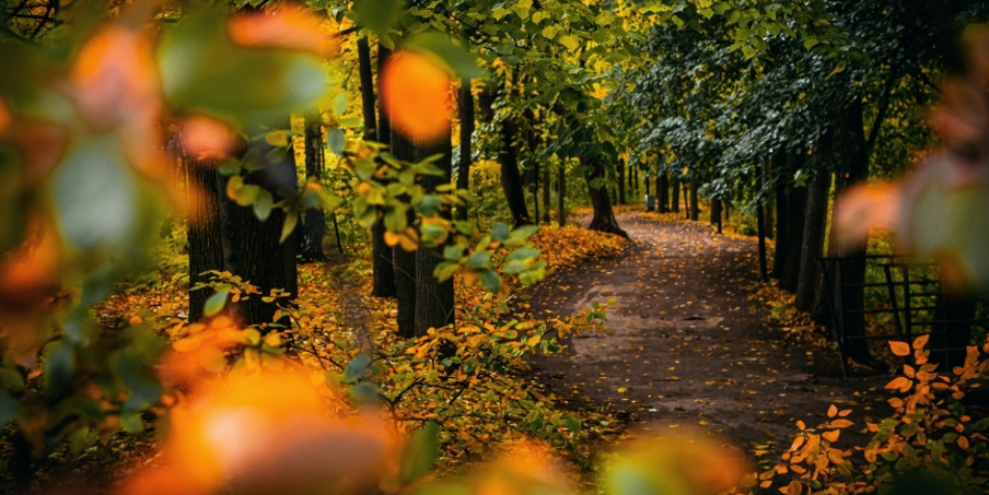 Header herfst