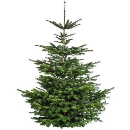 ondernemen Streven correct Echte of neppe kerstboom | Haal kerst in huis!