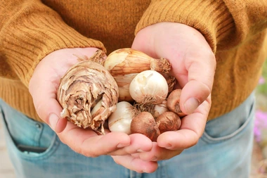 Het is september: tijd om voorjaarsbloeiende bollen te planten!