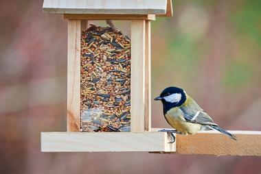 Tips voor een vogelvriendelijke tuin