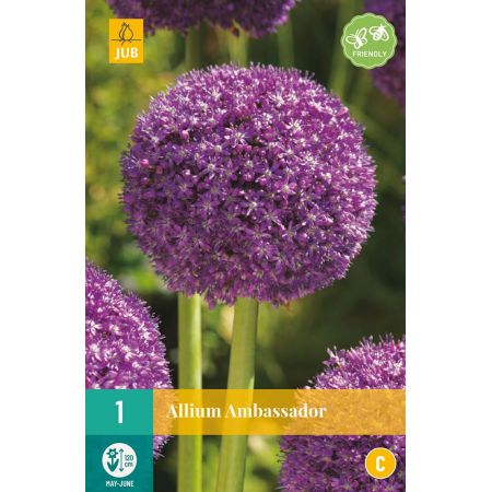 Allium Ambassador - 1 bloembol