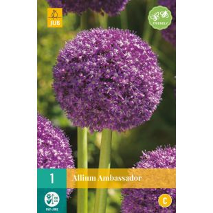 Allium Ambassador - 1 bloembol