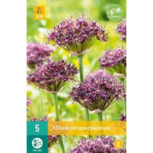 Allium Atropurpureum - 5 bloembollen