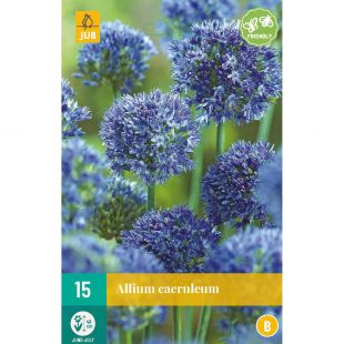 Allium caeruleum - 15 bloembollen