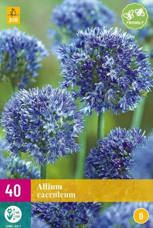 Allium Caeruleum - 40 bloembollen