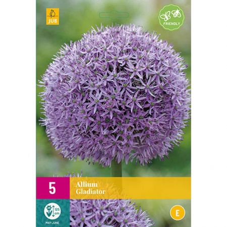 Allium Gladiator - 5 bloembollen