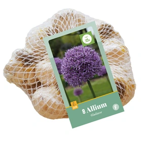 Allium Gladiator - 8 bloembollen