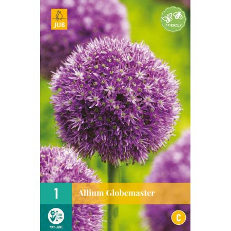 Allium Globemaster - 1 bloembol