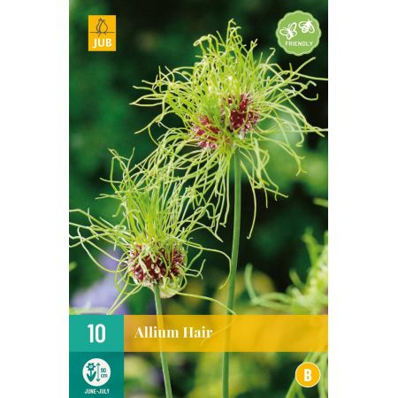 Allium Hair - 10 bloembollen