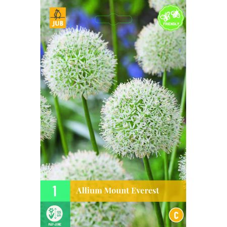 Allium Mount Everest - 1 bloembol