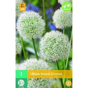 Allium Mount Everest - 1 bloembol