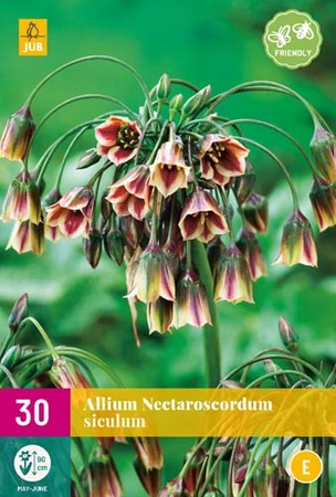 Allium Nectaroscordum Siculum