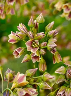 Nectaroscordum Siculum Detail