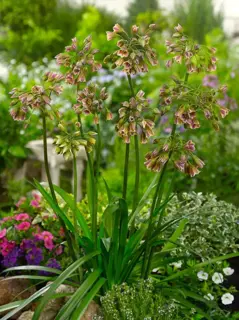 Allium Nectaroscordum Siculum - 40 bloembollen - afbeelding 3