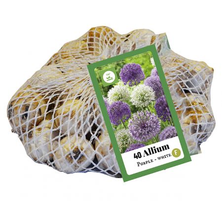 Allium paars/wit mix - 40 bloembollen