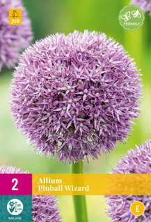 Allium Pinball Wizard - 2 bloembollen