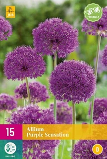 Allium Purple Sensation - 15 bloembollen