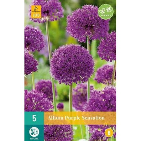 Allium Purple Sensation  - 5 bloembollen