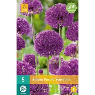 Allium Purple Sensation  - 5 bloembollen