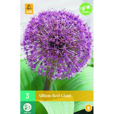 Allium Red Giant - 3 bloembollen