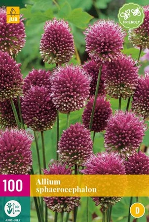 Allium sphaerocephalon - 100 bloembollen