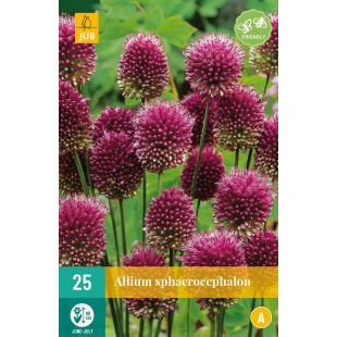 Allium sphaerocephalon - 25 bloembollen