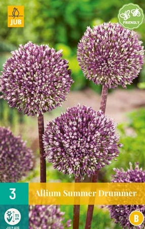 Allium Summer Drummer - 3 bloembollen