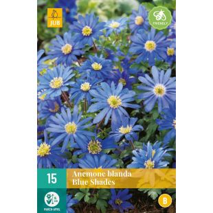 Anemone blanda Blue Shades - 15 bloembollen