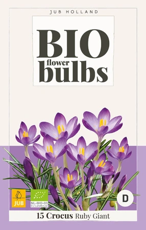 Crocus Tommasinianus Ruby Giant