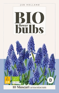 Bio Muscari armeniacum - 10 bloembollen