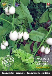 Buzzy® zaden - Specialties Aubergine White Eggs - afbeelding 1