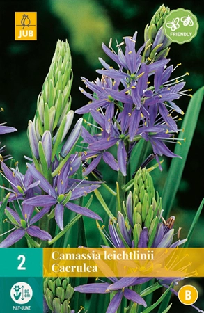 Camassia leichtlinii caerulea