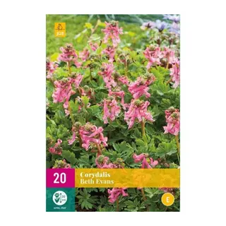 Corydalis Beth Evans - 20 bloembollen