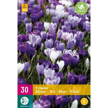 Crocus blauw/wit - 30 bloembollen