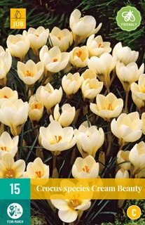 Crocus Cream Beauty - 15 bloembollen