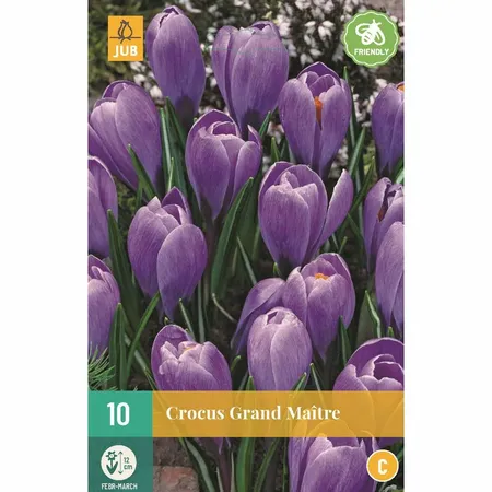 Crocus Grand Maitre - 10 bloembollen