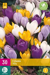 Crocus grootbloemig mix - 30 bloembollen