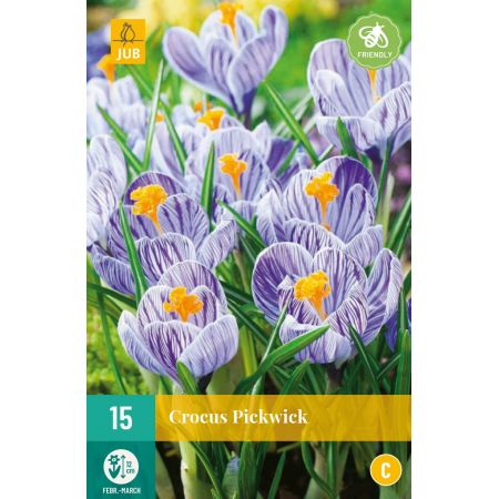 Crocus Pickwick - 15 bloembollen