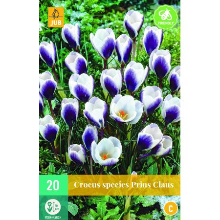 Crocus Prins Claus  - 20 bloembollen