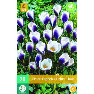 Crocus Prins Claus  - 20 bloembollen