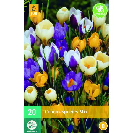 Crocus species Mix - 20 bloembollen