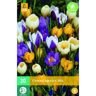 Crocus species Mix - 20 bloembollen