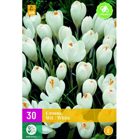 Crocus Wit - 30 bloembollen