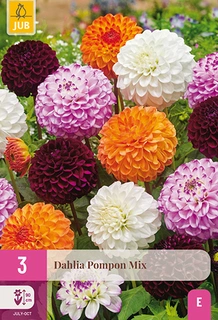 Dahlia Pompon Mix 3st
