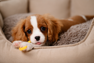 Dieren