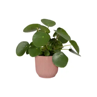 Elho - Pot Vibes Fold D22 cm - Delicaat Roze - afbeelding 3