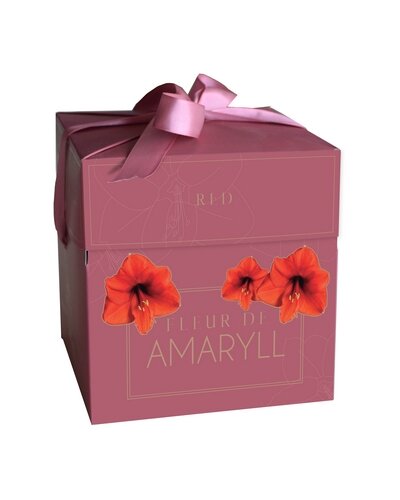 Fleur d'Amaryll Red - 1 Amaryllis bol in cadeauverpakking