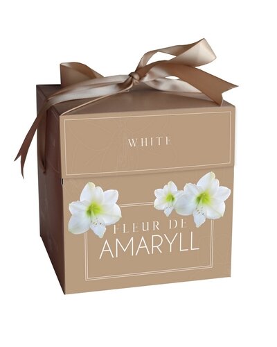 Fleur d'Amaryll White - 1 Amaryllis bol in cadeauverpakking