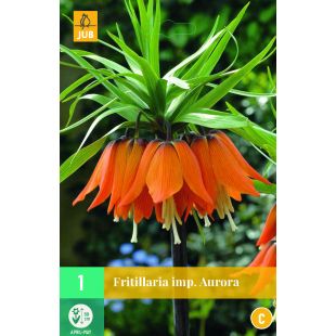 Fritillaria Aurora - 1 bloembol