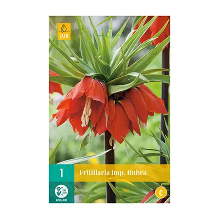 Fritillaria Imp. Rubra - 1 bloembol